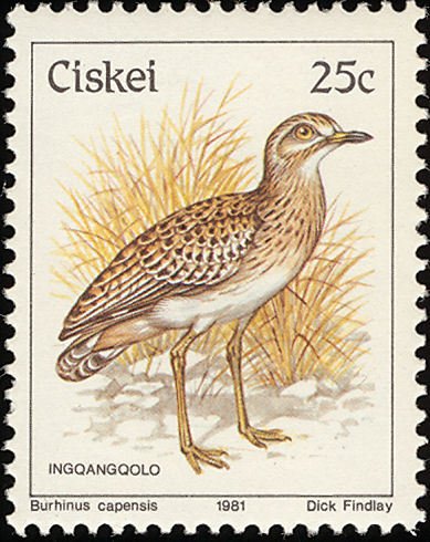 Spotted Thick-knee (Burhinus capensis)