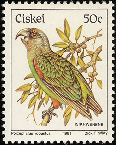 Cape Parrot (Poicephalus robustus)
