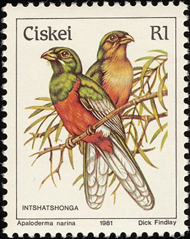 Narina Trogon (Apaloderma narina)