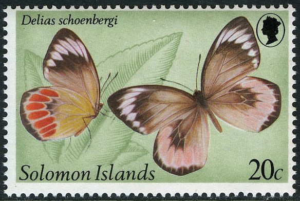 Jezebel Butterfly (Delias schoenbergi)