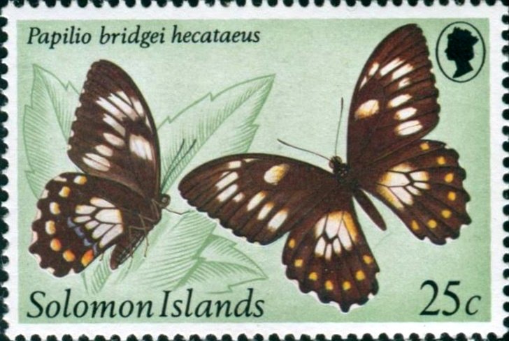 Swallowtail Butterfly (Papilio bridgei hecataeus)