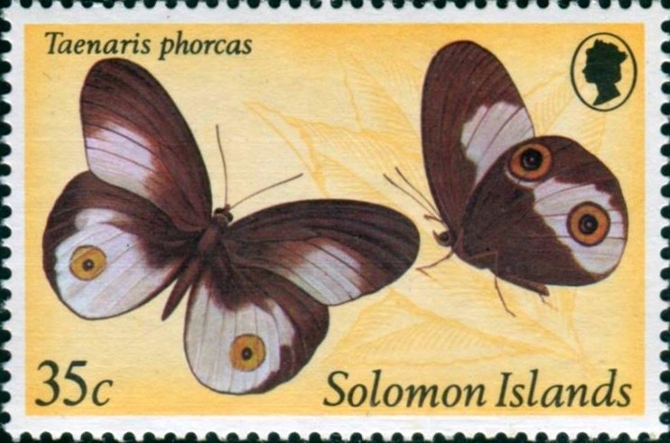 Nymphalid Butterfly (Taenaris phorcas)