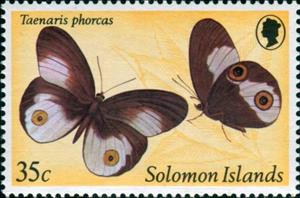 Stamp, Nymphalid Butterfly (Taenaris phorcas), Solomon Islands,  , Insects, Butterflies