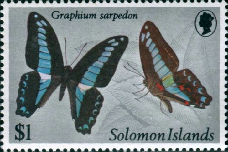 Common Bluebottle (Graphium sarpedon)