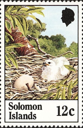 Sanford's Sea-eagle (Haliaeetus sanfordi)