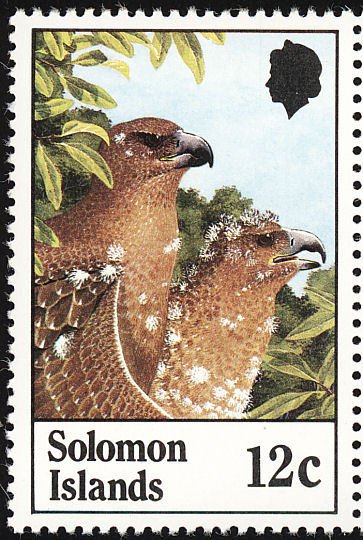 Sanford's Sea-eagle (Haliaeetus sanfordi)