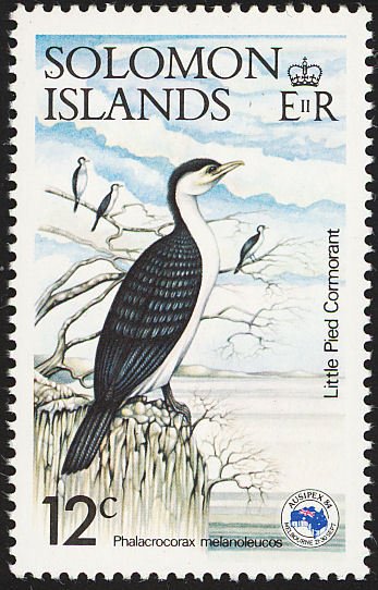 Little Pied Cormorant (Microcarbo melanoleucos)