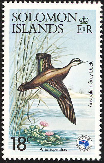 Pacific Black Duck (Anas superciliosa)