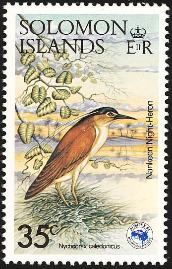 Nankeen Night Heron (Nycticorax caledonicus)