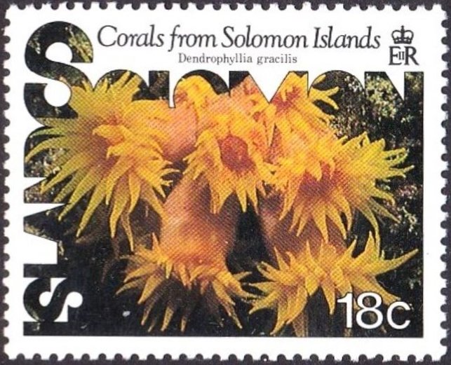 Gracile Cup Coral (Dendrophyllia gracilis)