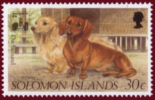Dachshund (Canis lupus familiaris)