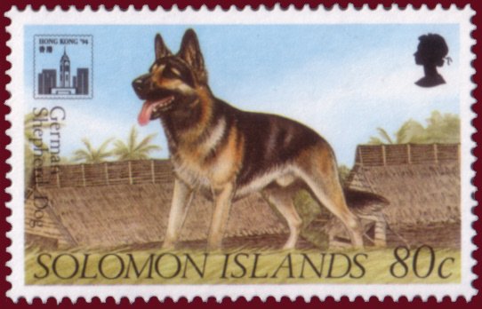German Shepherd (Canis lupus familiaris)