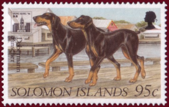Doberman Pinscher (Canis lupus familiaris)