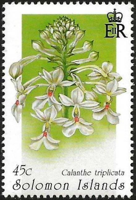 Calanthe triplicata