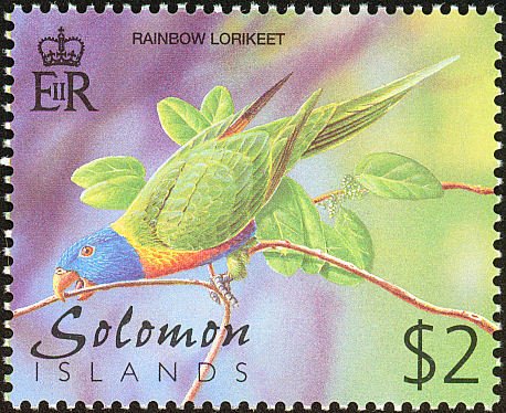 Rainbow Lorikeet (Trichoglossus haematodus)