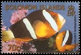 Orange-fin Anemonefish (Amphiprion chrysopterus)