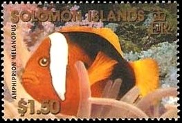 Cinnamon Clownfish (Amphiprion melanopus)