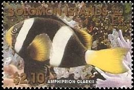 Clark's Anemonefish (Amphiprion clarkii)
