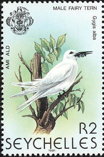 White Tern (Gygis alba)