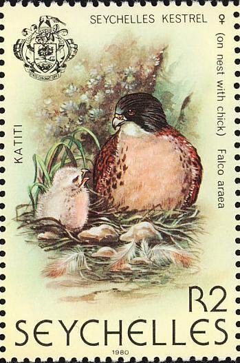 Seychelles Kestrel (Falco araeus)