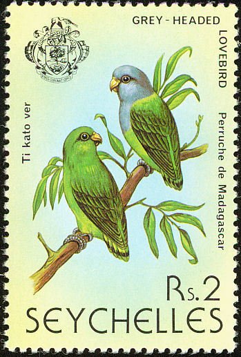 Grey-headed Lovebird (Agapornis cana)