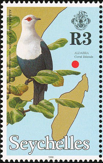 Comoros Blue-pigeon (Alectroenas sganzini)