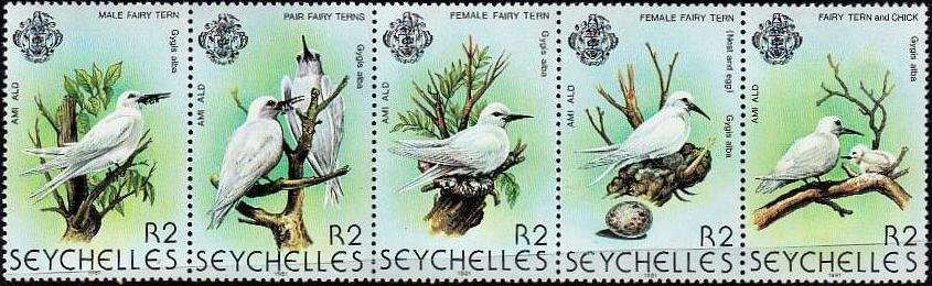 White Tern (Gygis alba)