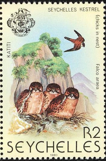 Seychelles Kestrel (Falco araeus)