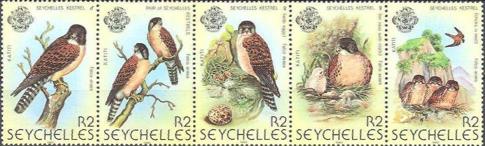 Seychelles Kestrel (Falco araeus)
