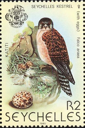 Seychelles Kestrel (Falco araeus)