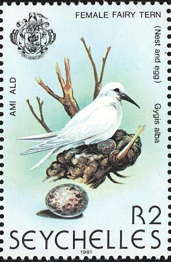 White Tern (Gygis alba)