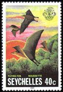 Flying Fox (Pteropus sp.)