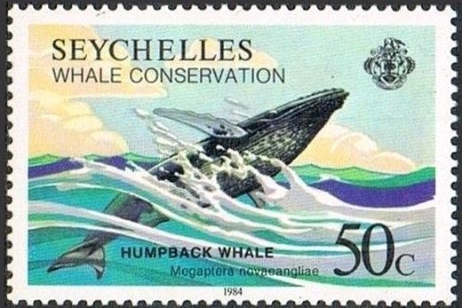 Humpback Whale (Megaptera novaeangliae)