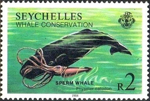 Sperm Whale (Physeter macrocephalus)