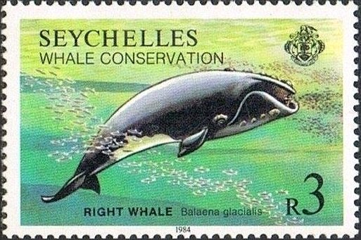 North Atlantic Right Whale (Eubalaena glacialis)