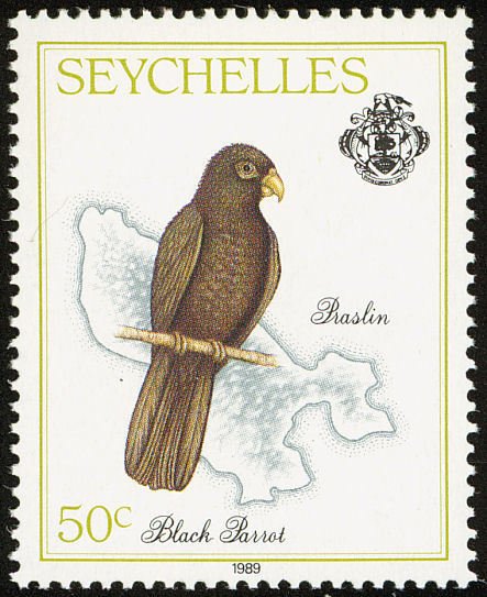 Seychelles Black Parrot (Coracopsis nigra barklyi) 