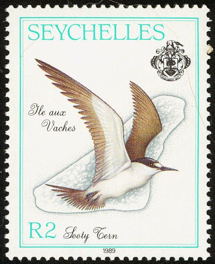 Sooty Tern (Sterna fuscata) 