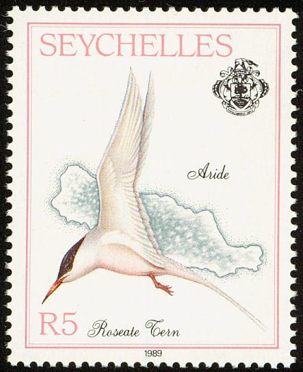 Roseate Tern (Sterna dougallii)