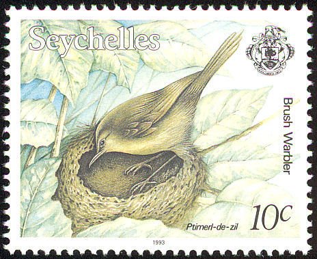 Aldabra Brush Warbler (Nesillas aldabrana)