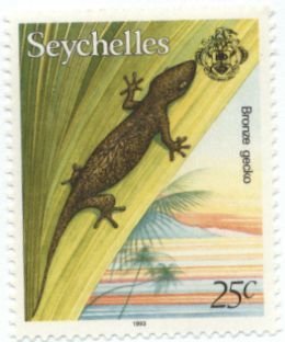 Seychelles Bronze Gecko (Ailuronyx seychellensis)