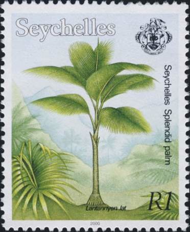 Seychelles splendid palm
