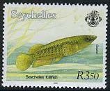 Seychelles Killifish (Pachypanchax playfairi)