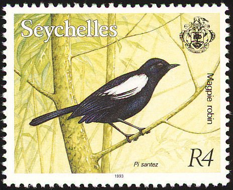 Seychelles Magpie-robin (Copsychus seychellarus)
