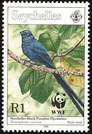 Seychelles Paradise Flycatcher (Terpsiphone corvina)
