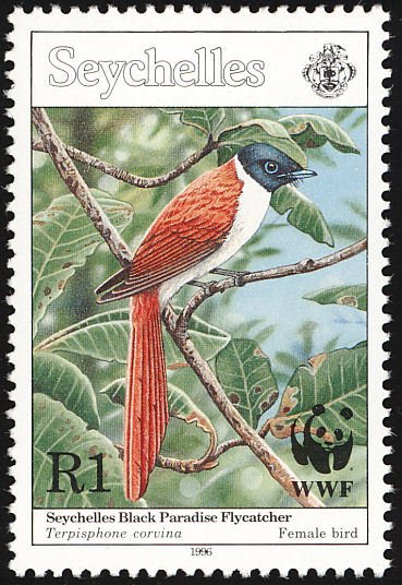 Seychelles Paradise Flycatcher (Terpsiphone corvina)