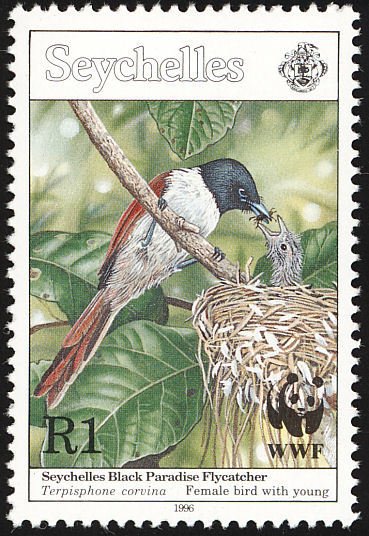 Seychelles Paradise Flycatcher (Terpsiphone corvina)