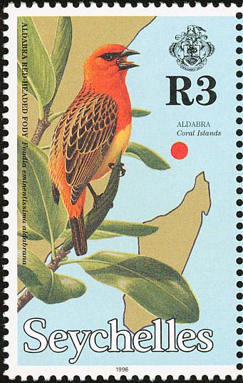 Aldabra Fody (Foudia eminentissima)