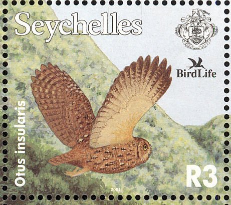 Seychelles Scops Owl (Otus insularis)