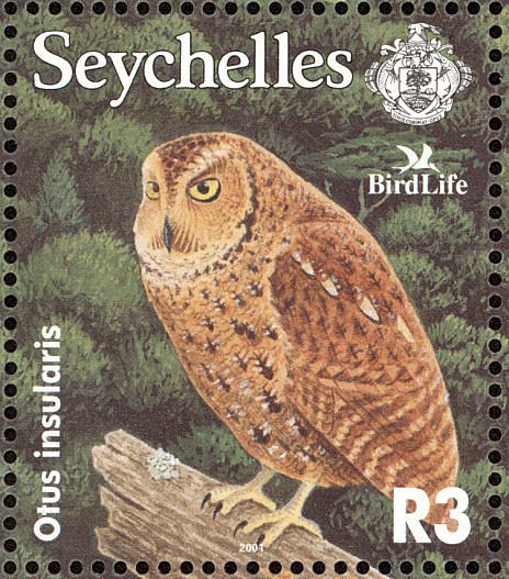 Seychelles Scops Owl (Otus insularis)