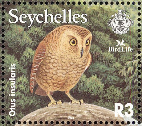 Seychelles Scops Owl (Otus insularis)